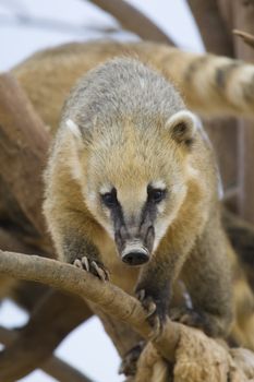 Coati Portrait, Athens Zoo, Greece