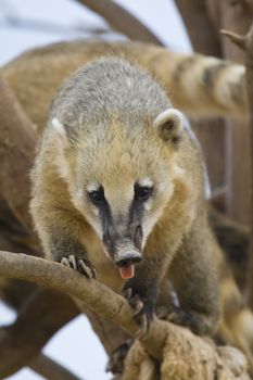 Coati Portrait, Athens Zoo, Greece