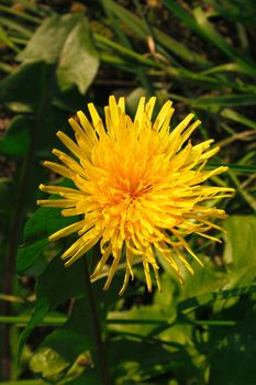 closeup shot of a yellow dandelion growing in the grass