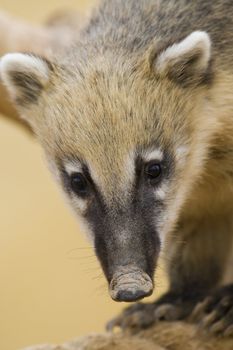 Coati Portrait, Athens Zoo, Greece