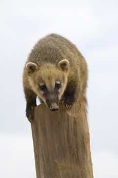 Coati Portrait, Athens Zoo, Greece