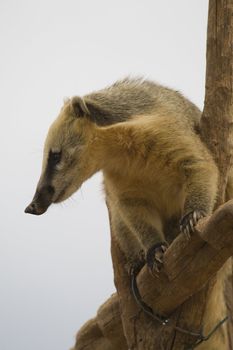 Coati Portrait, Athens Zoo, Greece