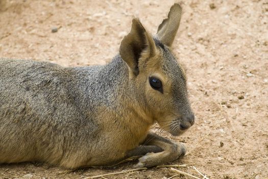Patagonian Hare, Athens Zoo, Greece