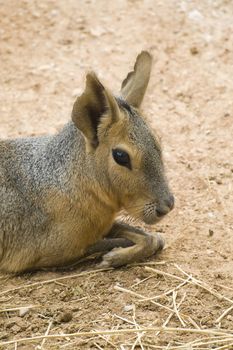 Patagonian Hare, Athens Zoo, Greece