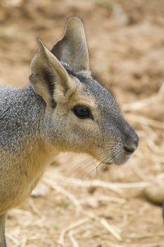 Patagonian Hare, Athens Zoo, Greece