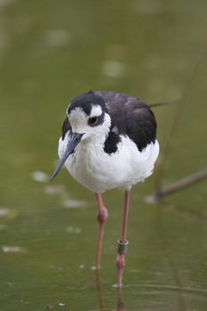 Black Necked Stilt, Athens Zoo, Greece