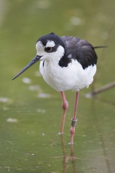 Black Necked Stilt, Athens Zoo, Greece