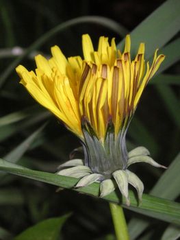 flower of a dandelion just opening amongst the grass