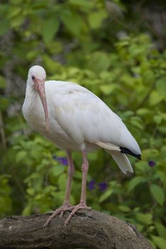 White Ibis Portrait, Athens Zoo, Greece