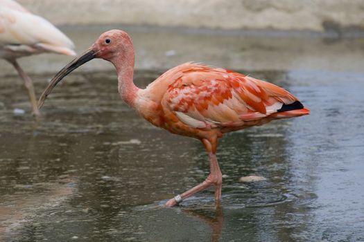 Scarlet Ibis Portrait, Athens Zoo, Greece