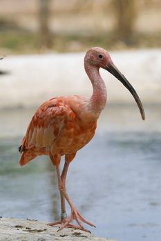 Scarlet Ibis Portrait, Athens Zoo, Greece