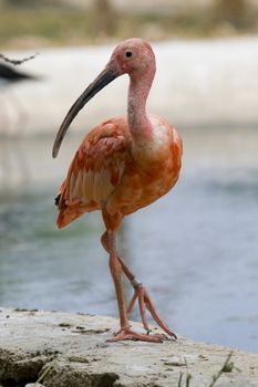 Scarlet Ibis Portrait, Athens Zoo, Greece