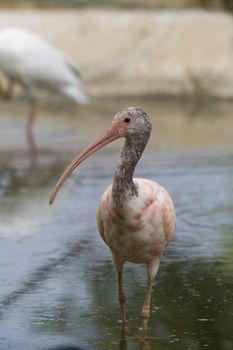 Scarlet Ibis Portrait, Athens Zoo, Greece