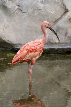 Scarlet Ibis Portrait, Athens Zoo, Greece