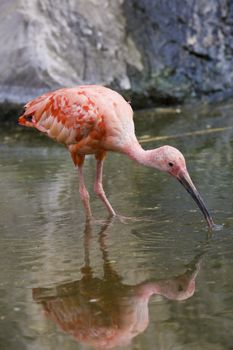 Scarlet Ibis Portrait, Athens Zoo, Greece