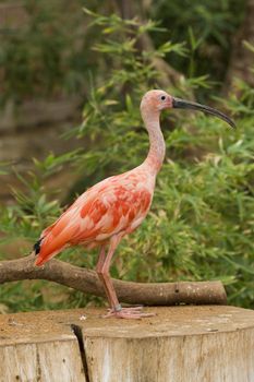 Scarlet Ibis Portrait, Athens Zoo, Greece