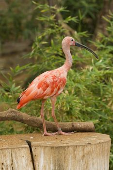 Scarlet Ibis Portrait, Athens Zoo, Greece