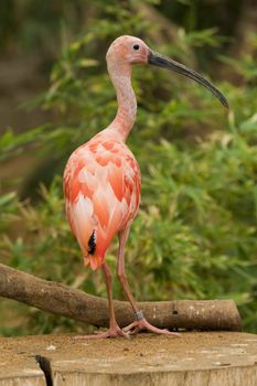 Scarlet Ibis Portrait, Athens Zoo, Greece