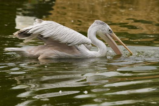 Pelican Portrait, Athens Zoo, Greece