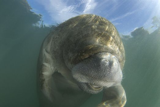 An endangered Florida Manatee (Trichechus manatus latirostrus) seems to laugh in the springs of Crystal River, Florida with the blue skies showing through the surface.