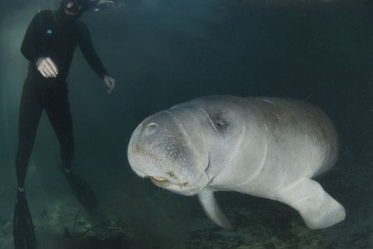 A diver watches as a florida manatee (Trichechus manatus latirostrus) swims by in the springs of Crystal River, Florida