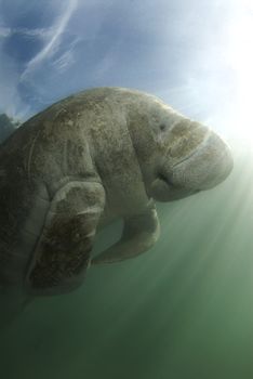 An endangered Florida manatee (Trichechus manatus latirostrus) from below in the springs of Crystal River, Florida