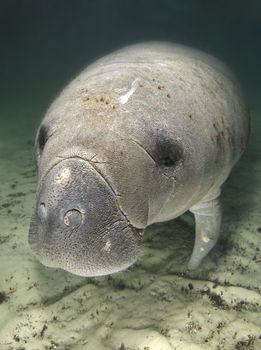 An endangered Florida manatee (Trichechus manatus latirostrus) rests underwater in the springs of Crystal River, Florida