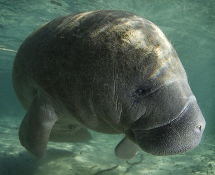 A Florida manatee (Trichechus manatus latirostrus) shows his good side in the springs of Crystal River, Florida