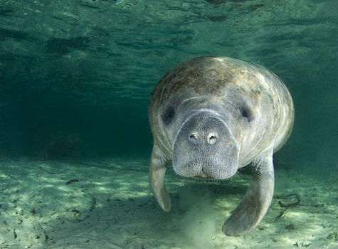 A manatee (Trichechus manatus latirostrus) swims along underwater in the springs of Crystal River, Florida