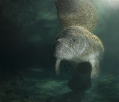 A Florida manatee (Trichechus manatus latirostrus) reflects off the surface of the placid water in the springs of Crystal River, Florida.