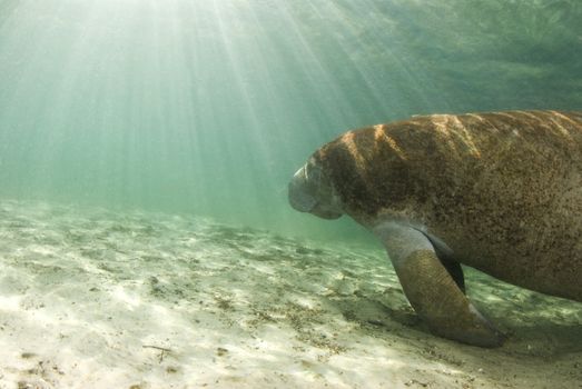 An algae covered Manatee (Trichechus manatus latirostrus) swims towards the shining sun in the springs of Crystal River, Florida