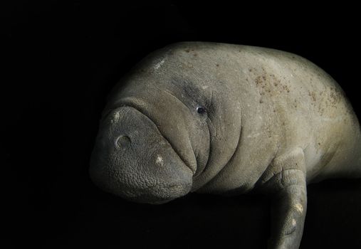 Somber Florida manatee (Trichechus manatus latirostrus) isolated on a black background