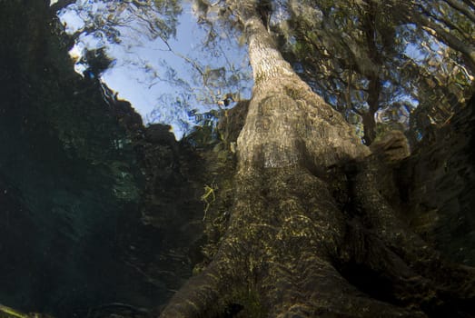 The abstract view of a tree from underwater as the action on the surface shimmers and bends the tree above