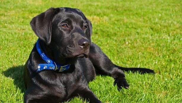 A five months old labrador retriever on lawn
