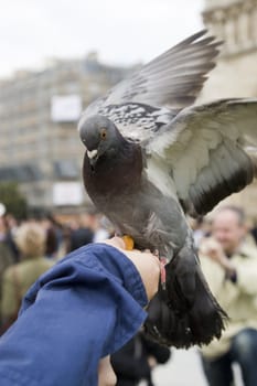 Pigeons near Notre Dame de Paris, France