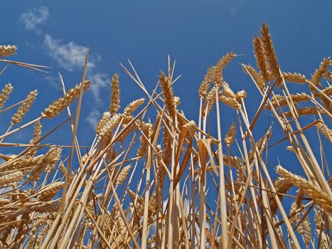 The pictures shows the close-up of a cornfield
