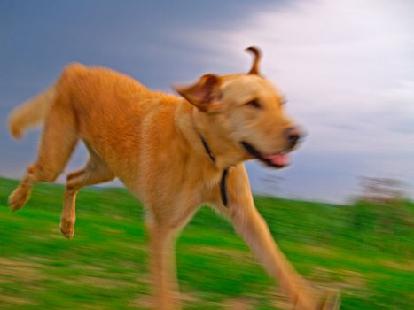A Labrador Retriever Chasing over meadow
