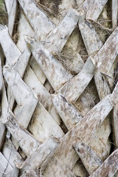 close up of a palm tree trunk bark