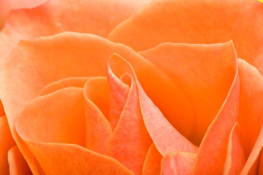 macro shot of a rose nice detail great background