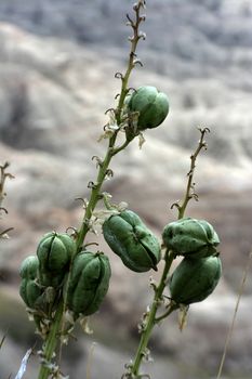 flower seed pods at badlands south dakota