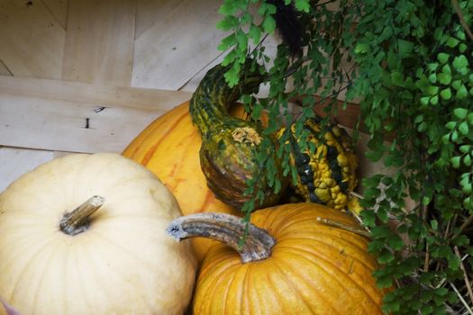 Fall harvest gourds nice thanksgiving picture