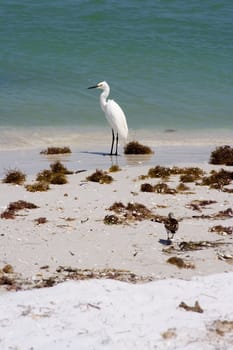 snowy egret watching the waves on a sandy beach 