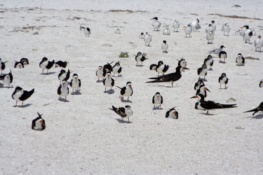 group of black skimmers sunning themselves on a sandy beach