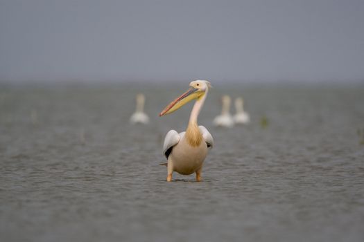 Great White Pelicans (Pelecanus onocrotalus) In The Danube Delta Wildlife Reserve