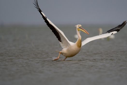 Great White Pelicans (Pelecanus onocrotalus) In The Danube Delta Wildlife Reserve