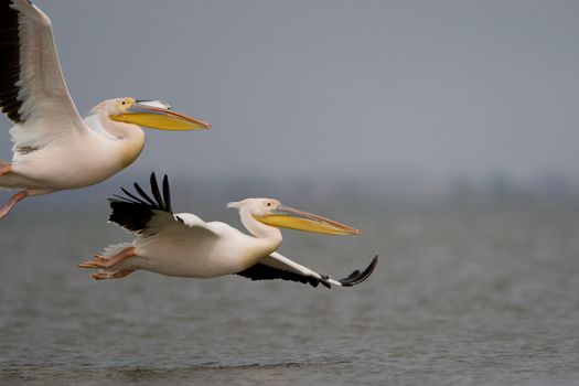 Great White Pelicans (Pelecanus onocrotalus) In The Danube Delta Wildlife Reserve