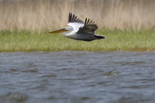 Great White Pelicans (Pelecanus onocrotalus) In The Danube Delta Wildlife Reserve