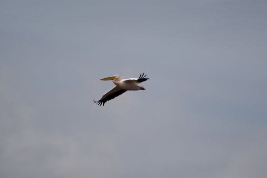 Great White Pelicans (Pelecanus onocrotalus) In The Danube Delta Wildlife Reserve