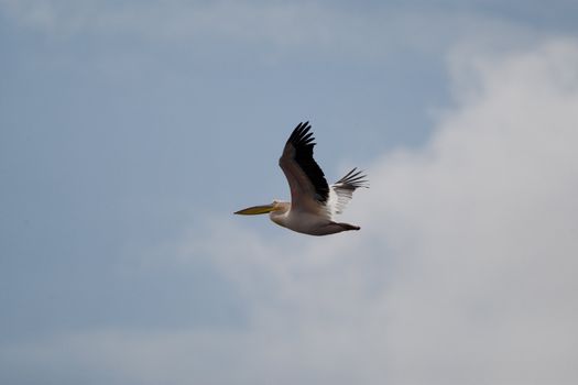 Great White Pelicans (Pelecanus onocrotalus) In The Danube Delta Wildlife Reserve