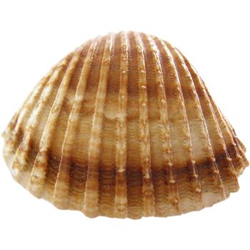 Isolated sea shell over white background